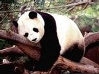 Actu Monde : Mort de Ling Ling, l'unique panda appartenant au Japon