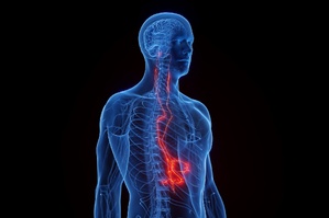 Pourquoi tout le monde parle du Nerf Vague ? Le Secret Santé oublié