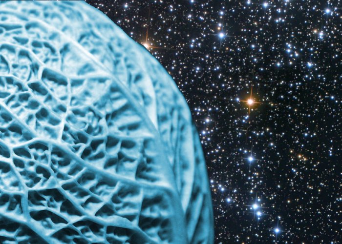 Le ver est dans le chou