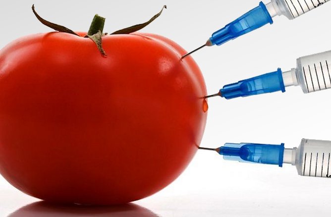 OGM: a-t-on raison de s'inquiéter?