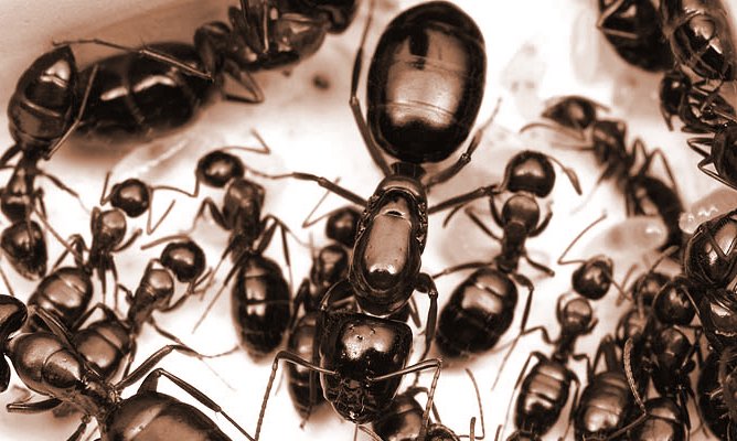 Vigilance contre la prédation des fourmis
