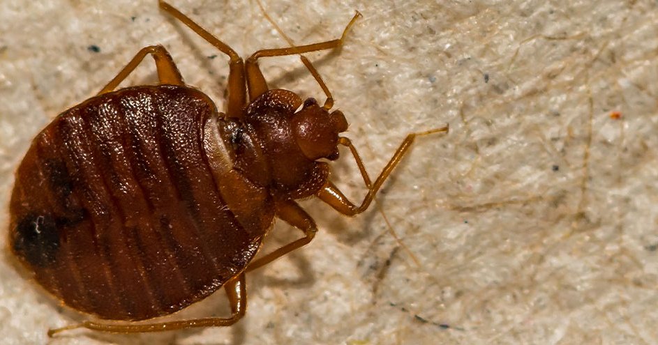 🪳 Punaises de Lit : Une Menace Silencieuse Qui Détruit Votre Santé et Votre Tranquillité ⚠️ A Lire ABSOLUMENT