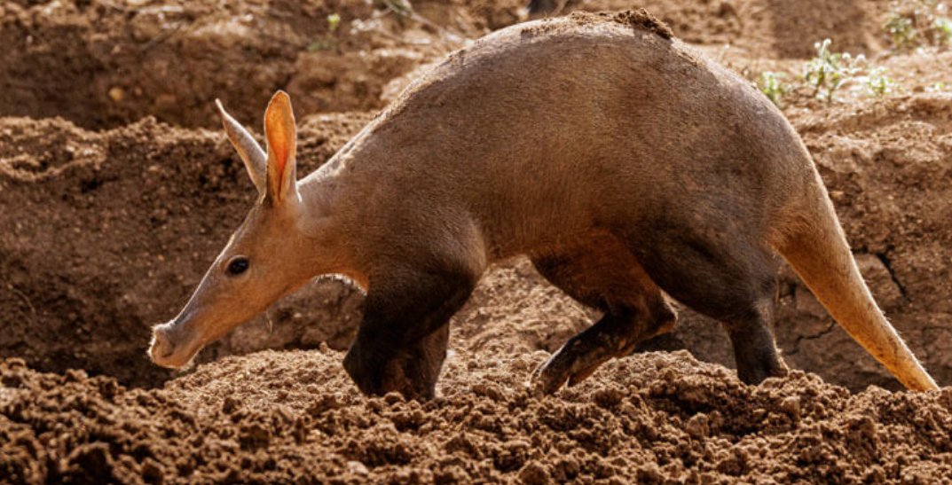 La prochaine pandémie sortira-t-elle des refuges sousterrains des animaux sauvages?