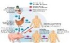 Grippe Aviaire : Les asiatiques coordonnent leurs actions