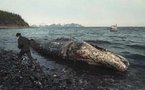 Marée noire: BP a dû retirer le couvercle censé colmater la fuite