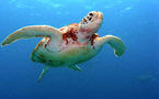 Une tortue géante repêchée en Méditerranée