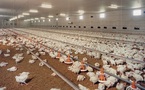 Actu Monde: Grippe aviaire aux Pays-Bas et autres news
