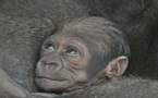 Actu Sciences: Naissance en captivité d'un bébé singe d'une espèce rarissime