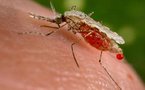 Combien de moustiques pouvez-vous nourrir? et autres actus sciences