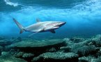 Sciences: La soupe aux ailerons aura-t-elle la peau des requins? et autres infos