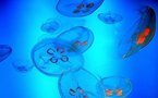 Sciences: les méduses vont-elles dominer le monde et autres infos