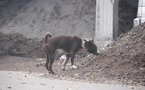 Faits divers: Un chien errant condamné à la lapidation et autres infos