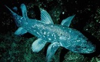 Sciences: Le come-back du poisson préhistorique
