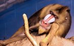 Sciences: les babouins très stressés