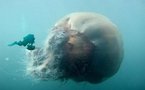 Sciences: la méduse géante