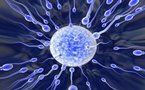 Sciences: trouble de la fertilité