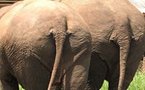 Sciences: les éléphants sauveront la planète