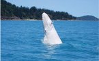 Le baleineau blanc très rare