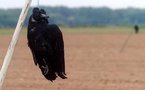 Le suicide et le corbeau