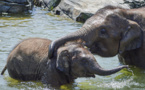 Le Zimbabwe va vendre les droits de chasse d'éléphants menacés d'extinction