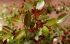 Santé: des antiviraux dans les plantes