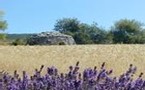 Lavande sauvage en Haute Provence