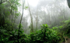 L'Énigme de la Forêt Perdue : Une nouvelle sur les enjeux environnementaux pour construire un avenir plus durable