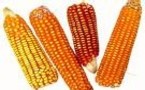 OGM: remous après la décision de suspendre les cultures de maïs 
