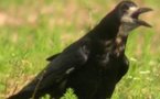 Tchad: Ousmane le Web-Corbeau d'Hissene Habré
