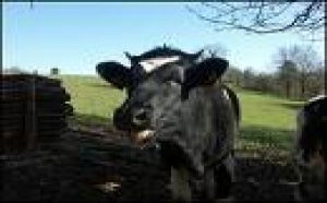 Lait: accord entre Bretons et Entremont