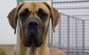 Actus France: une filette tuée par des chiens