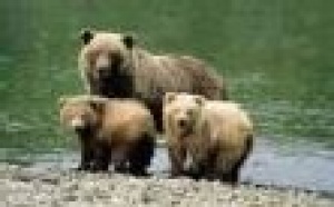 Hautes Pyrénées, du verre dans des pots de miel pour tuer l’ours