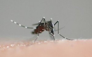 Des moustiques mortels en Europe