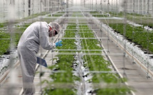 France : le gouvernement autorise l’expérimentation du cannabis