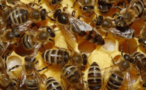Brexit : 15 millions de bébés abeilles pourraient être saisis