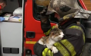 Les pompiers sauvent trois chats d'un immeuble en feu