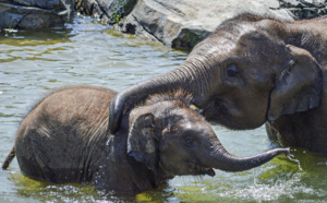 Le Zimbabwe va vendre les droits de chasse d'éléphants menacés d'extinction