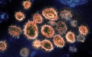 Les scientifiques détectent un nouveau coronavirus