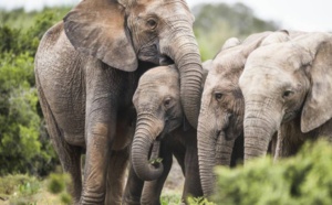 Mozanbique : les éléphants naissent de plus en plus sans défenses