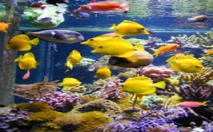Lens (62) : Aquariophilie chez Europrix  en France et en Europe