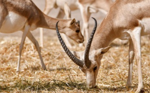 Irak : les Gazelles de la réserve SAWA meurent de faim à cause du changement climatique