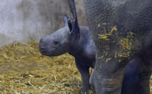 Incendies en Gironde : une dizaine d’animaux du zoo du bassin d’Arcachon n’a pas survécu