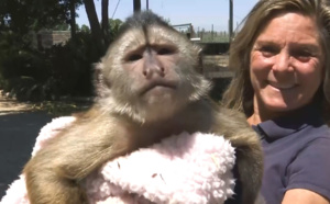 Un singe appelle le numéro d’urgence national, la police débarque au zoo