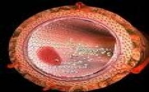 Ces globules blancs patrouilleurs