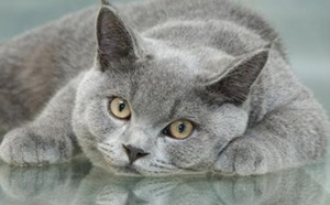 Santé: les antibiotiques en question