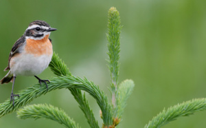 Alarmante chute des populations d'oiseaux chanteurs en Europe