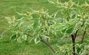 Editoweb de l'Insolite: Fillon et son cornouiller, Beckham et autres actus