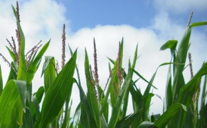 Un agriculteur obtient la condamnation de Monsanto pour la toxicité d'un herbicide