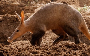 La prochaine pandémie sortira-t-elle des refuges sousterrains des animaux sauvages?