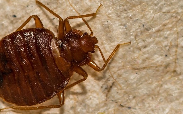 🪳 Punaises de Lit : Une Menace Silencieuse Qui Détruit Votre Santé et Votre Tranquillité ⚠️ A Lire ABSOLUMENT